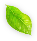 leaf