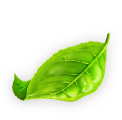 leaf