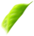 leaf